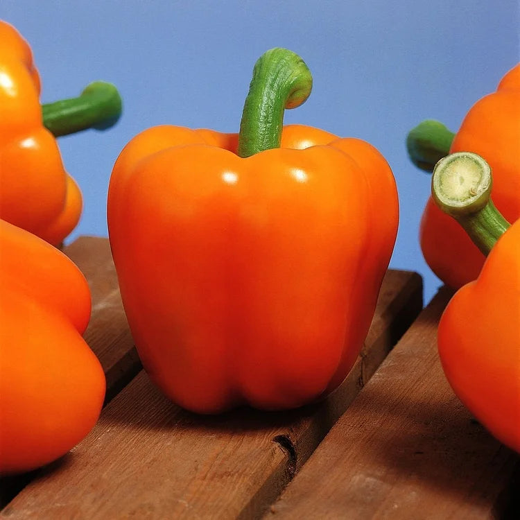 Pepper Milena Organic Seeds